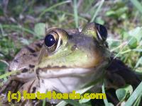 /home//u458753944/public_html/sourcegallery//Frogs/More bullfrogs/P1070644.JPG